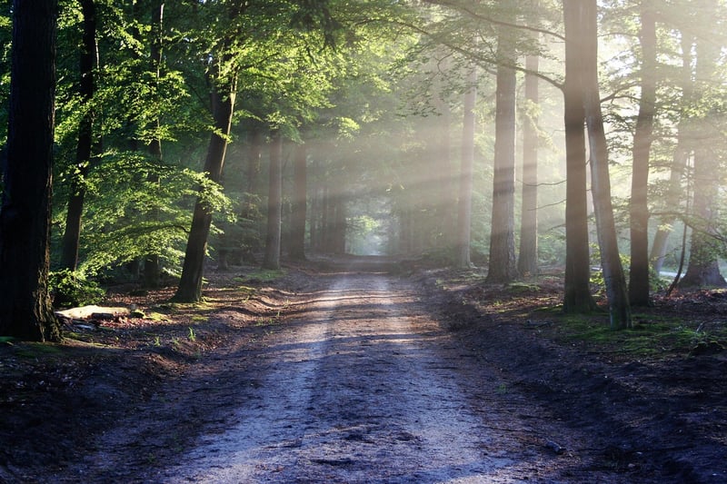 Forest Path Nature Landscape